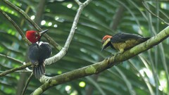 Campephilus melanoleucos