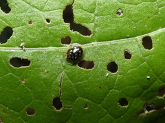 Plagiometriona microcera