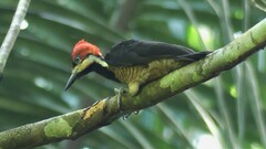 Campephilus melanoleucos