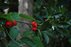Syzygium taiwanicum