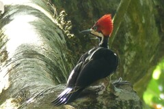 Campephilus melanoleucos