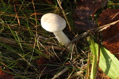 Hygrophorus piceae