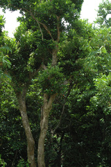 Syzygium taiwanicum