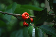 Syzygium taiwanicum