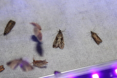 Eudonia submarginalis