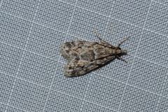 Scoparia basalis