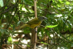Loriotus luctuosus