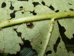 Plagiometriona microcera