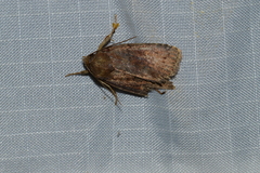 Pseudorthodes vecors