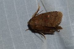 Pseudorthodes vecors