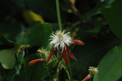 Clematis tashiroi
