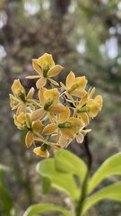 Epidendrum amphistomum