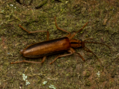 Thelyphassa lineata