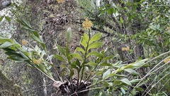 Epidendrum amphistomum