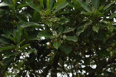Chionanthus ramiflorus