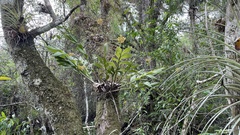 Epidendrum amphistomum