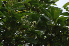 Chionanthus ramiflorus