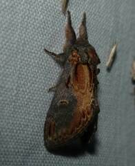 Notodonta scitipennis