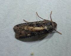 Actebia fennica