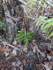 Sceptridium biternatum