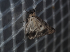 Hypobapta diffundens