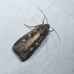 Actebia fennica