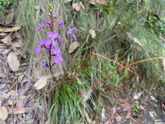 Stylidium productum
