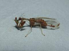 Dicromantispa interrupta