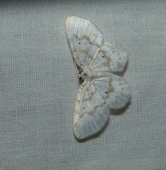 Hydrelia albifera