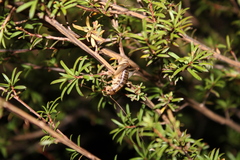 Hemiandrus celaeno