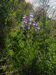 Salvia chamelaeagnea