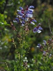 Salvia chamelaeagnea