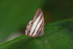Pareuptychia hesionides