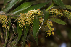 Tridactyle bicaudata bicaudata