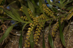 Tridactyle bicaudata bicaudata