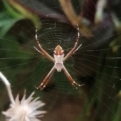 Argiope argentata