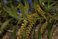 Tridactyle bicaudata bicaudata