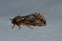 Korscheltellus gracilis