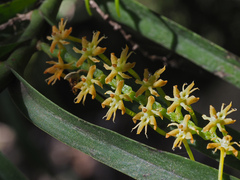 Tridactyle bicaudata bicaudata