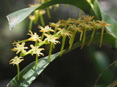 Tridactyle bicaudata bicaudata