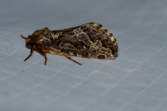 Korscheltellus gracilis