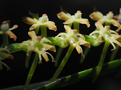 Tridactyle bicaudata bicaudata