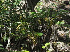 Tridactyle bicaudata bicaudata