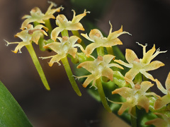 Tridactyle bicaudata bicaudata