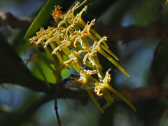 Tridactyle bicaudata bicaudata