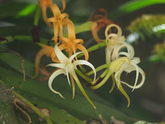 Cyrtorchis arcuata arcuata