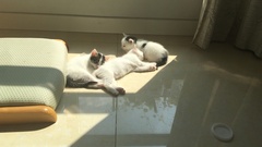 Felis catus