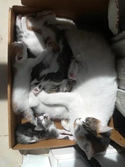 Felis catus