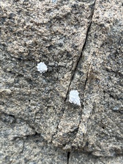 Nodilittorina pyramidalis