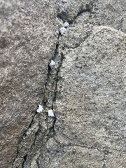 Nodilittorina pyramidalis